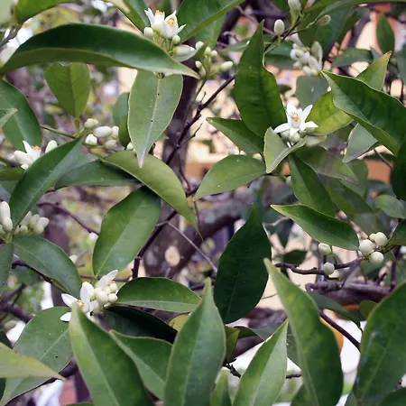 Georgia & Corfu Apartament Glifada