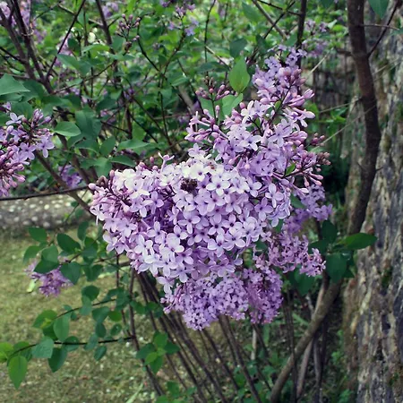 Georgia & Corfu * Glyfada (Corfu)