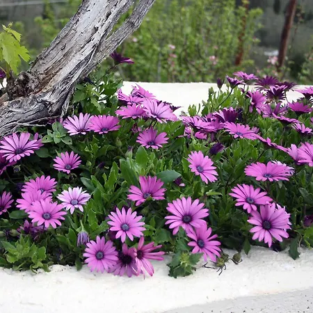 Apartament Georgia & Corfu *