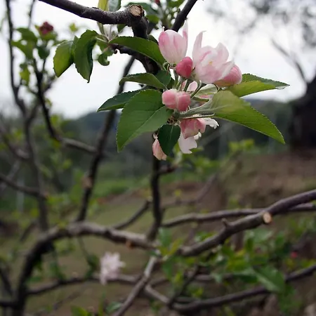 Georgia & Corfu Glyfada (Corfu)