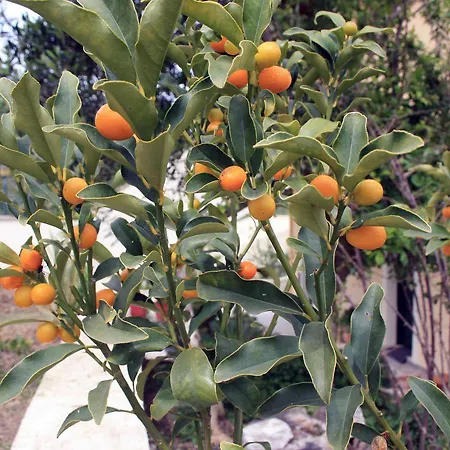 Apartamento Georgia & Corfu Glyfada (Corfu)