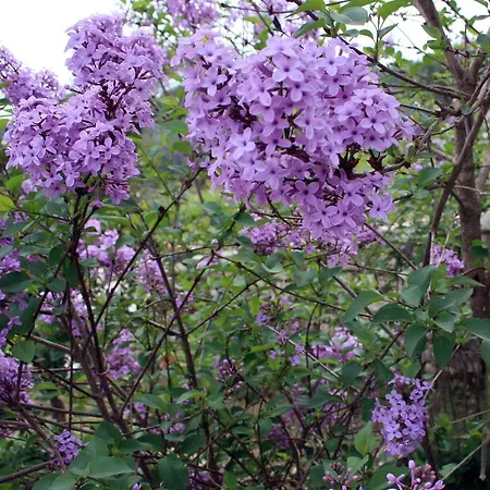 Apartamento Georgia & Corfu *